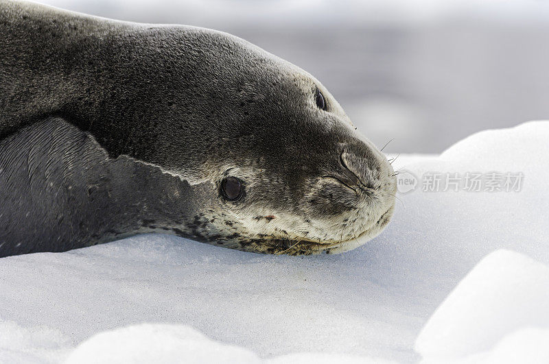 南极Cierva Cove的冰上豹海豹，属于海豹科。豹海豹是南极的第二大海豹物种，接近南极食物链的顶端。鳍脚目,海豹科。